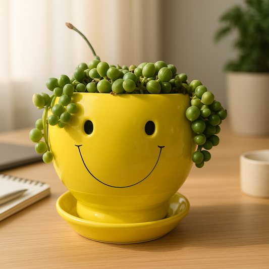 The Best Succulent Gift Boxes for Birthdays in 2025