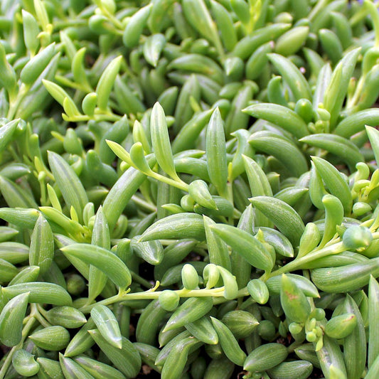 Unveiling the Beauty of String of Bananas: A Complete Guide