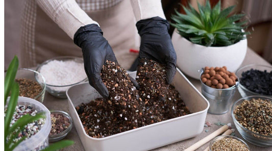 succulents soil for other plants
