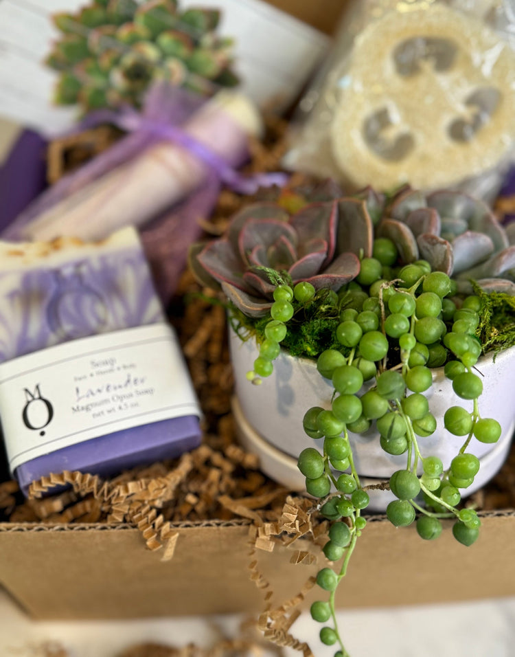 Succulent Gift Boxes and Arrangments | aSucca4U