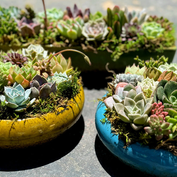 Succulent Arrangments | aSucca4U