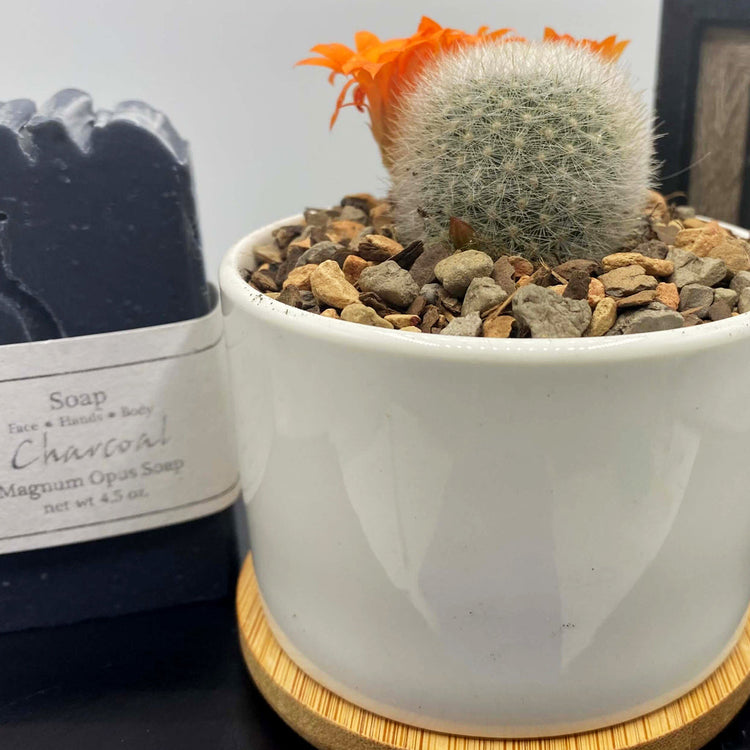 succulent gift box | father's day gift | aSucca4U