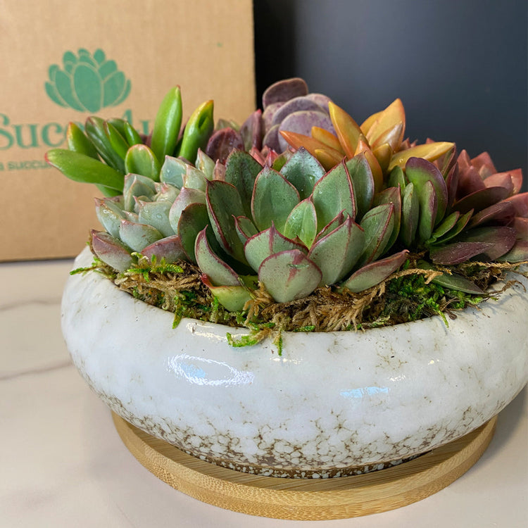 succulent gift boxes and arrangements | aSucca4U