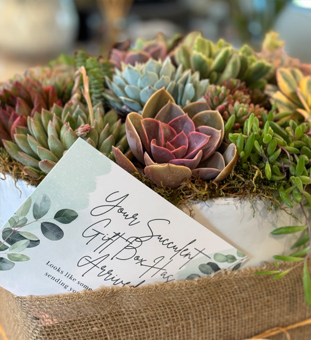 Corporate Gifts | ASucca4U | Succulent Arrangements and Gift Boxes