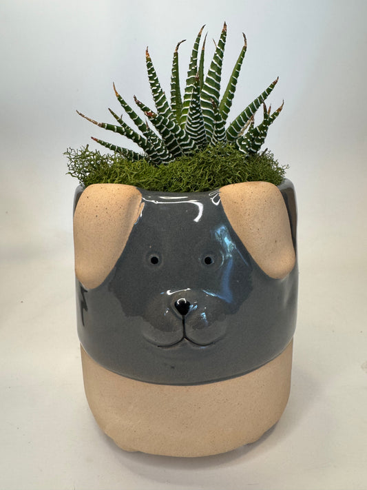 A Succa for Doggies Succulent Arrangement | view 1 | ASucca4U