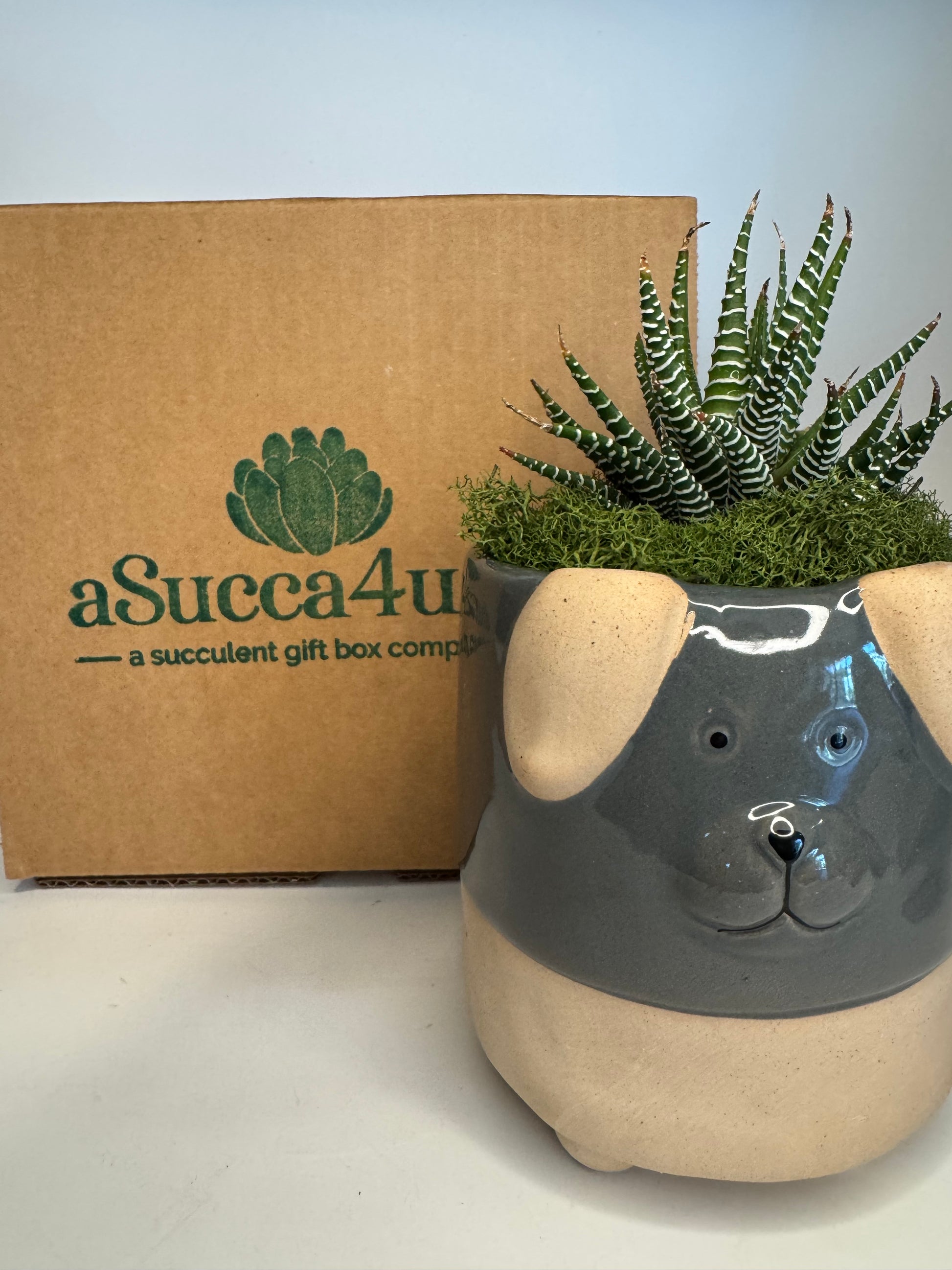 A Succa for Doggies Succulent Arrangement | view 2| ASucca4U