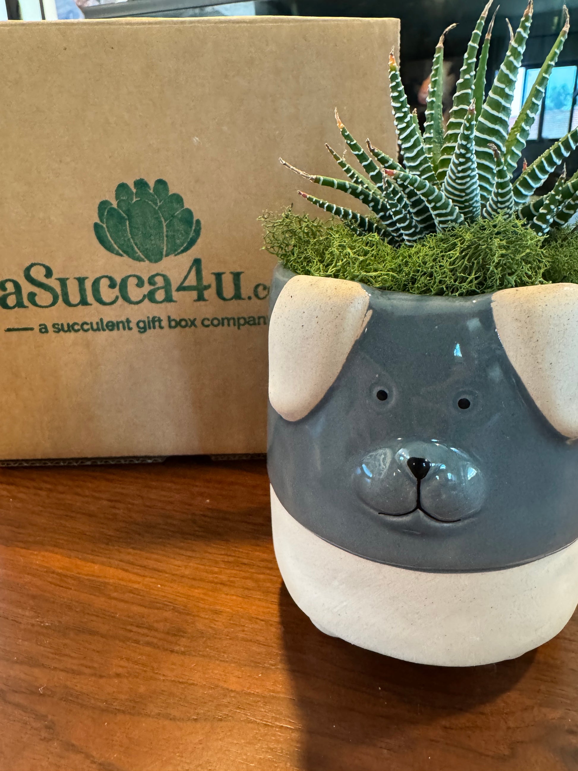 A Succa for Doggies Succulent Arrangement | view 3| ASucca4U