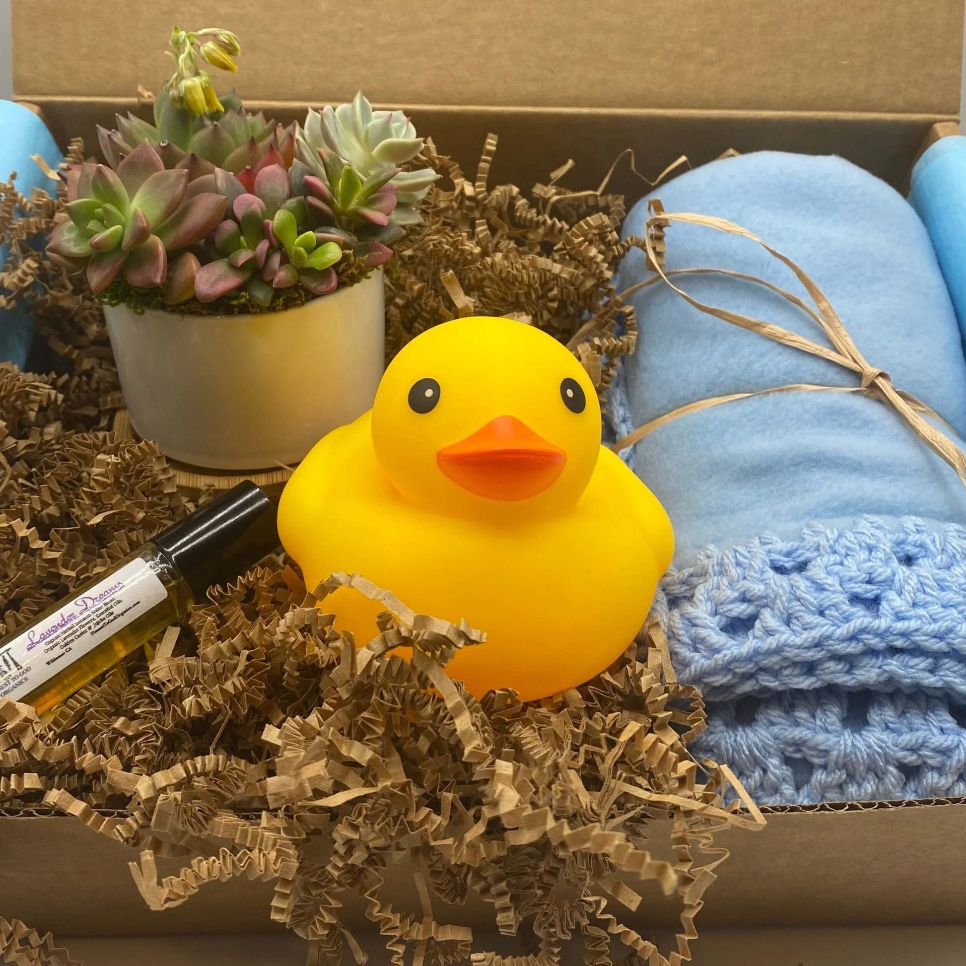 Baby Boy Succulent Gift Box | aSucca4U