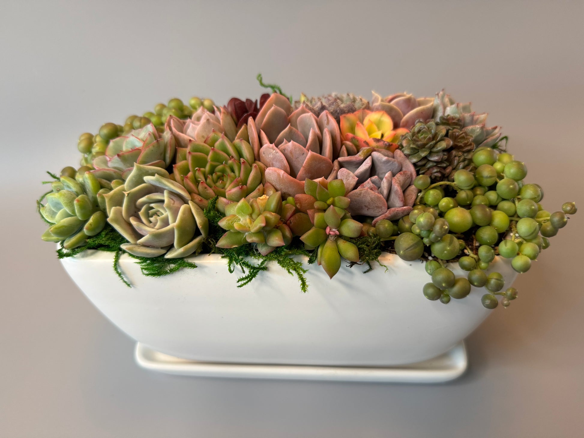 Breath of Zen Succulent Arragement | view 2 | ASucca4U
