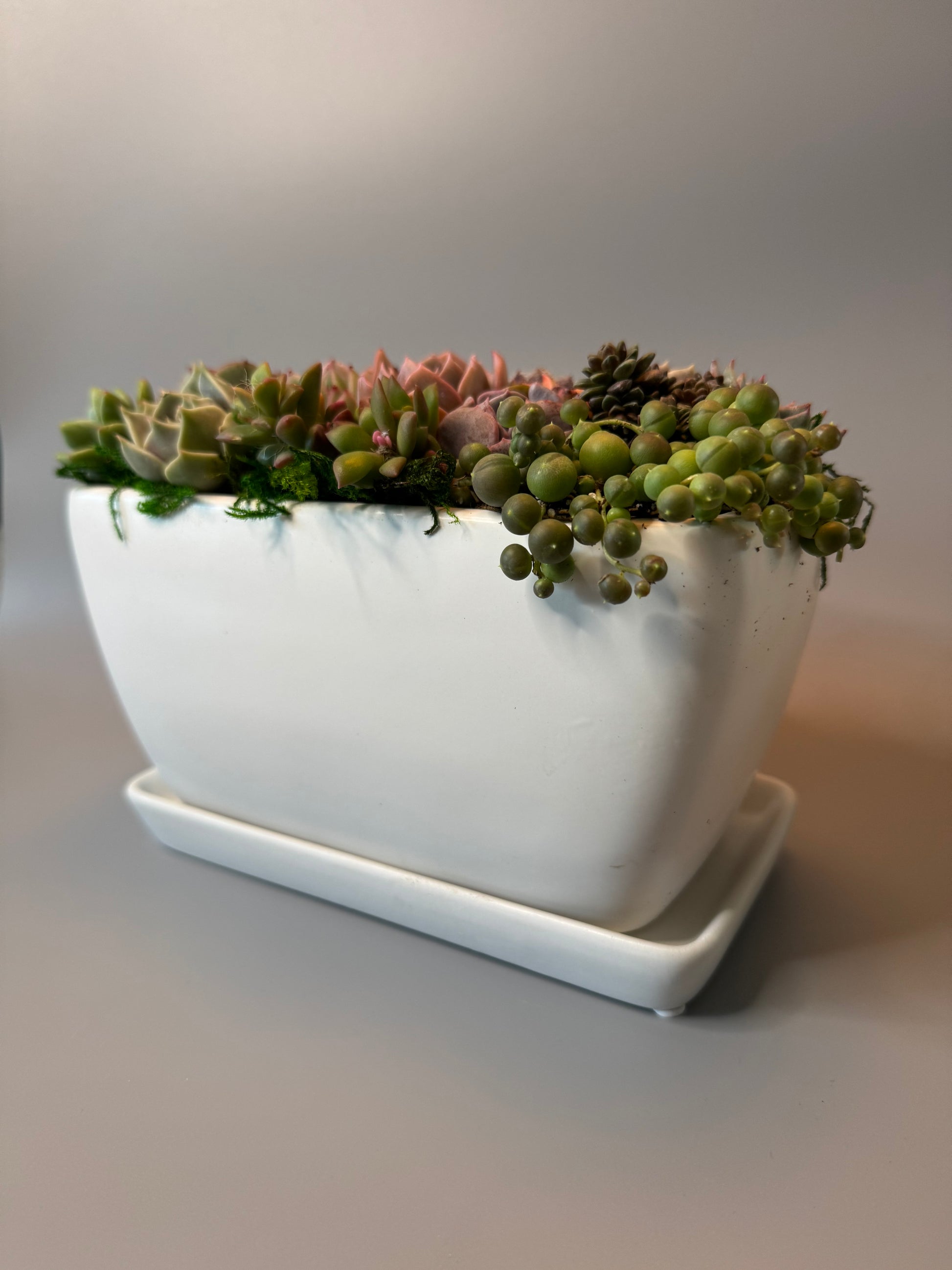 Breath of Zen Succulent Arrangement | view 3 | ASucca4U