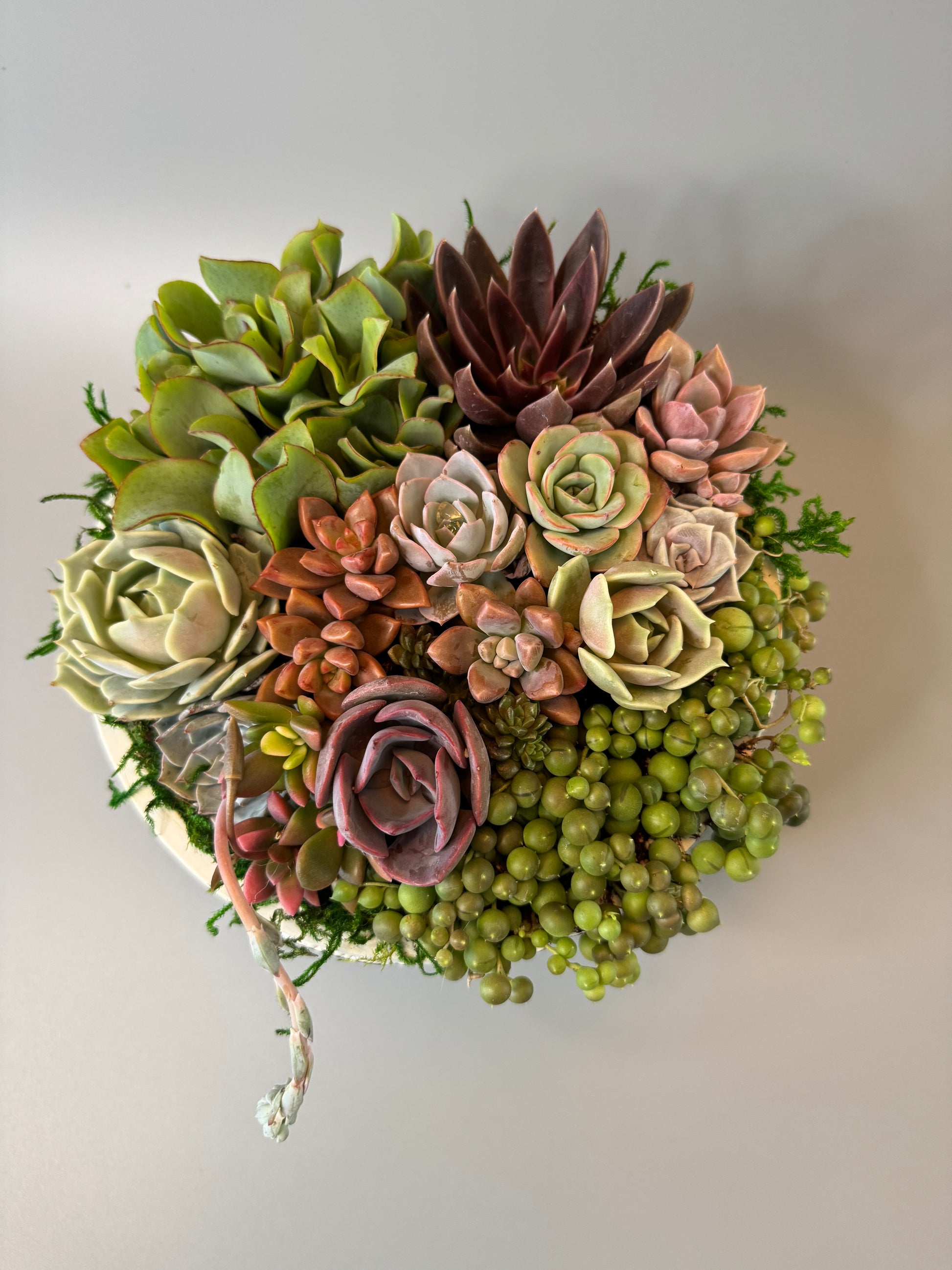 Desert Breeze Round Succulent Arrangement | view 2 | ASucca4U