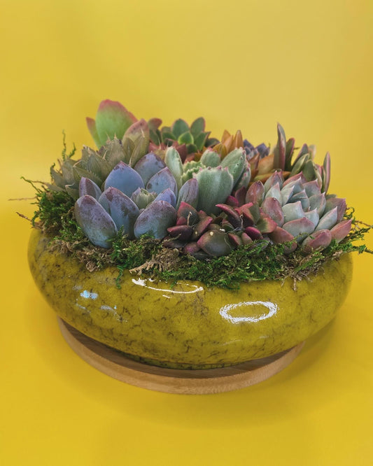 Hello Gorgeous Succulent Arrangement