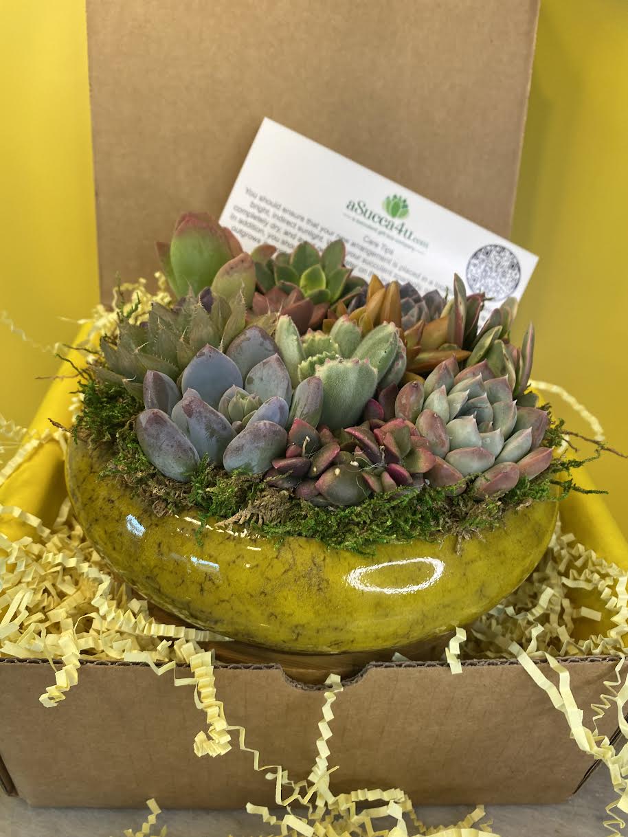Hello Gorgeous Succulent Arrangment