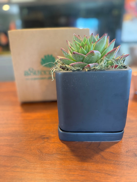 Succulent Groomsmen Gift Box | ASucca4U