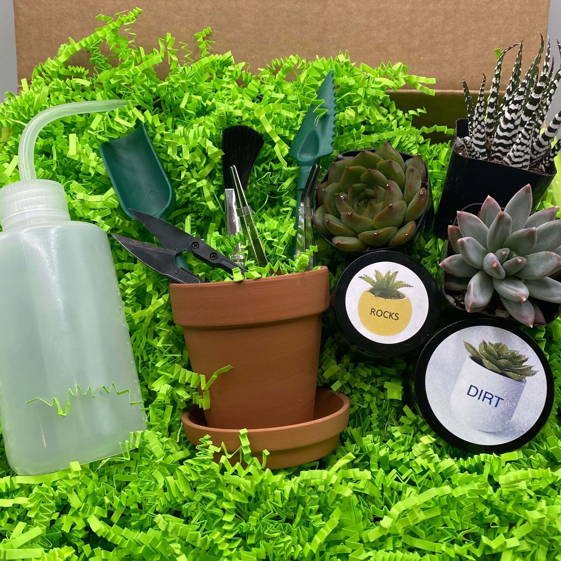 Plant Your Own Succulents Gift Box Kit for Kids
