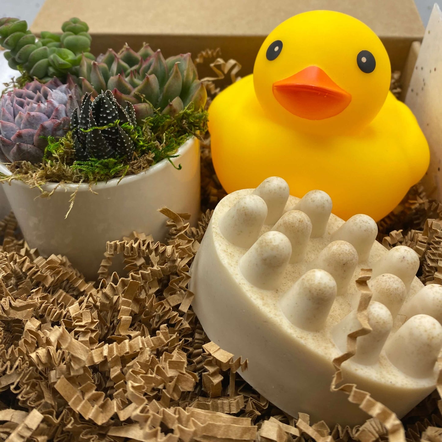 Just Because Succulent Gift Box | aSucca4U
