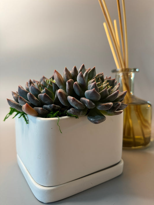 Modern Elegance Succulent Arrangement | view 1 | ASucca4U