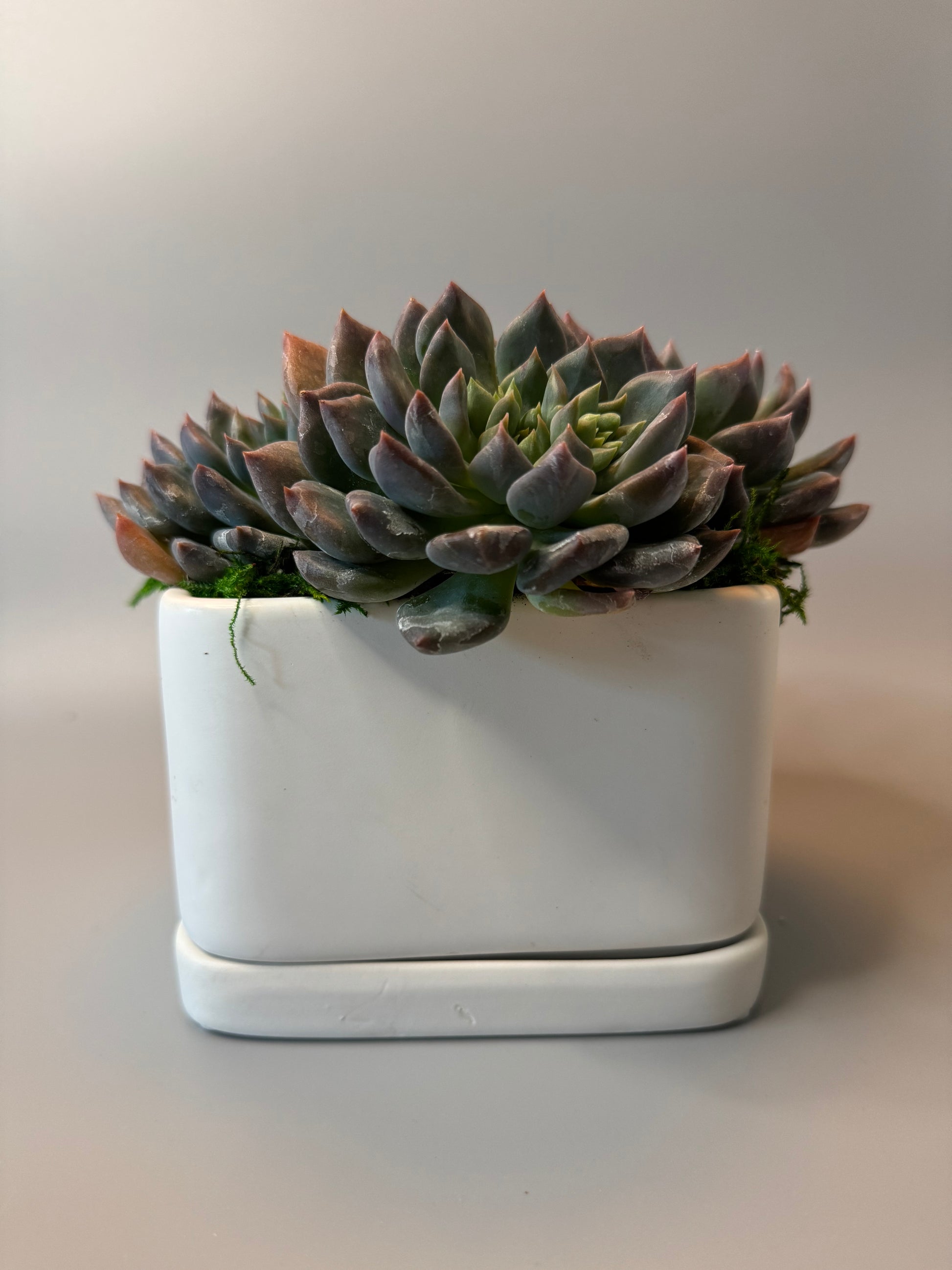 Modern Elegance Succulent Arrangement | view 2 | ASucca4U