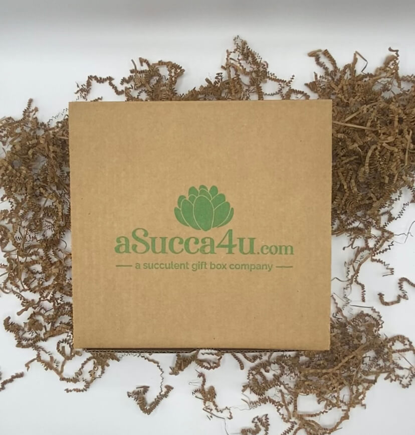 Nice Succulent Gift Box