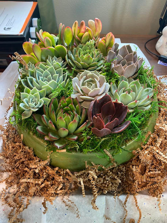 Serenity Succulent Arrangement Top View