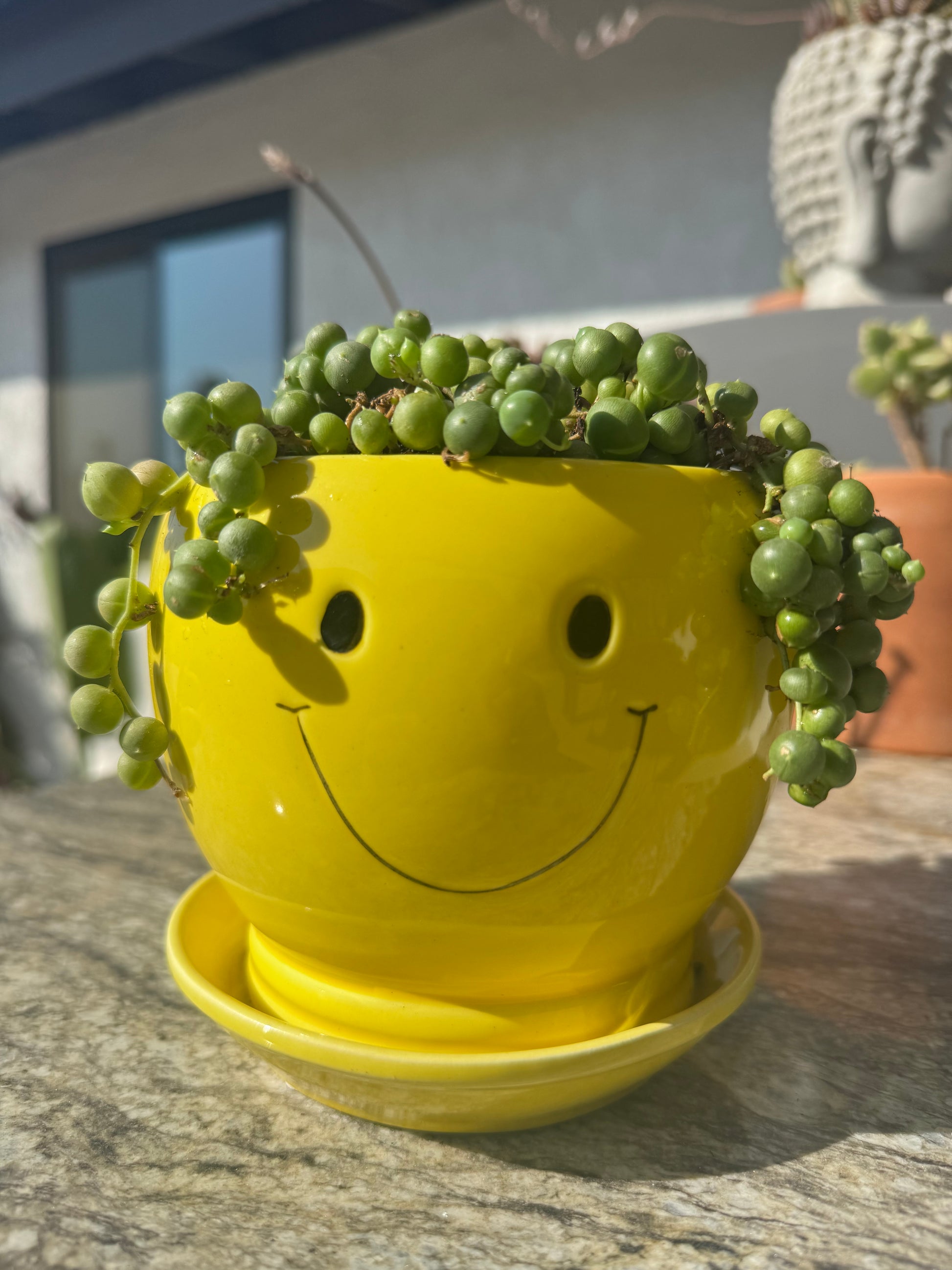 Smiley Face Succulent Arrangement | View 4 | ASucca4U