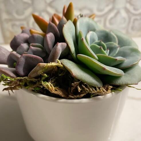 Succulent Mini Arrangement