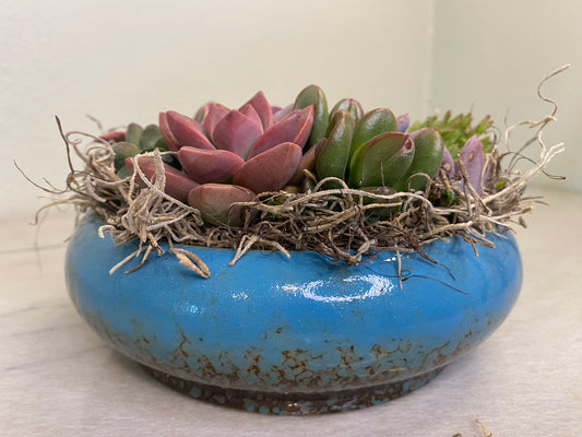 Tranquility Succulent Arrangement | aSucca4U