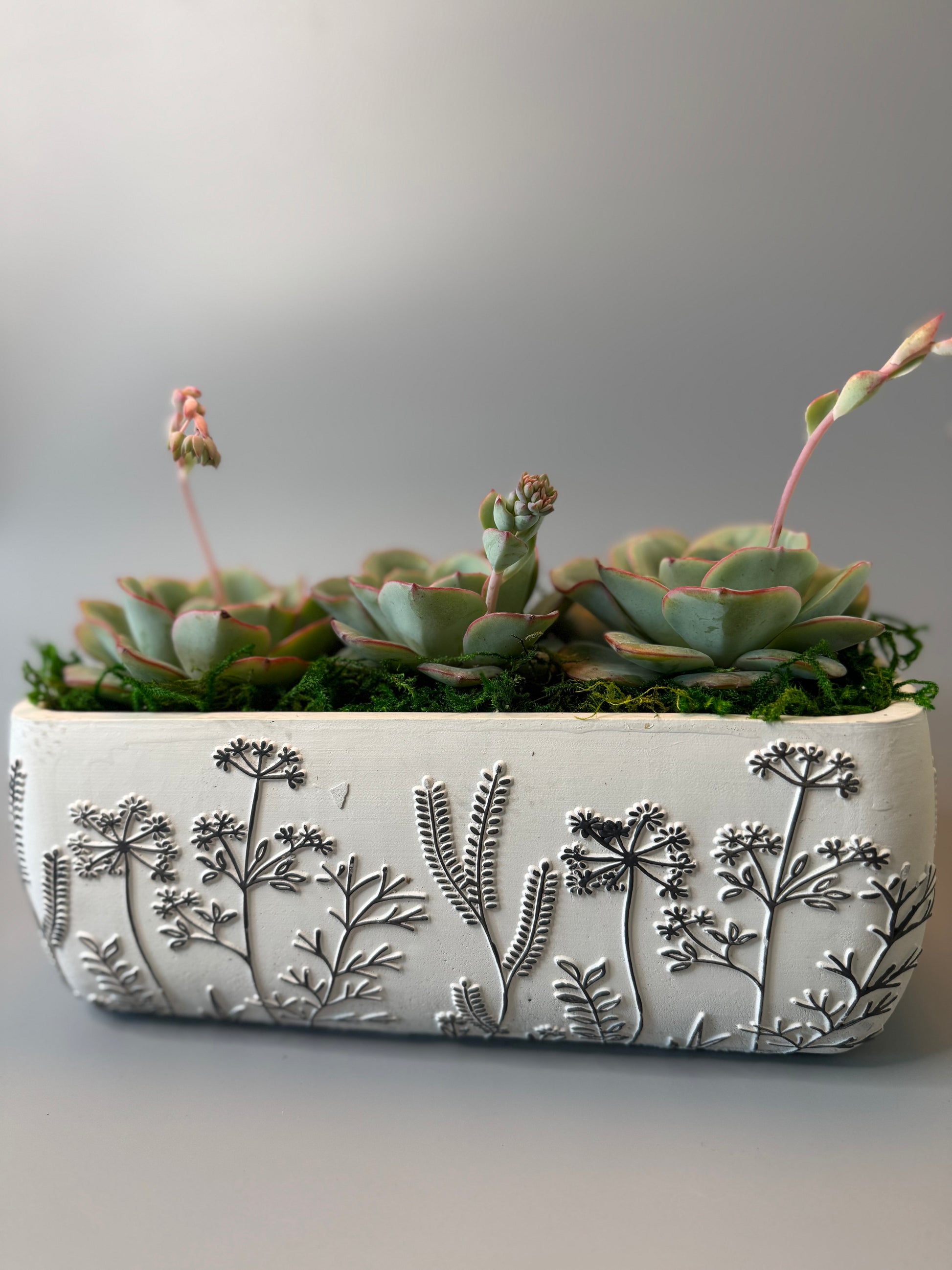 desert breeze view 3 | asucca4u