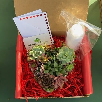 Heart Shaped Succulent Arrangement -delivery