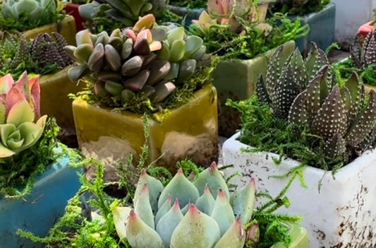 Why Succulents Are Perfect for Events!