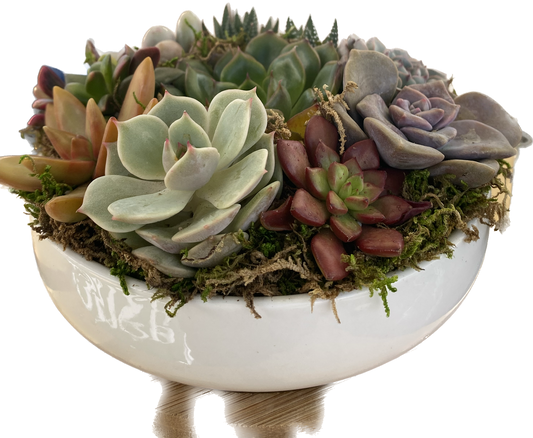 Succulent Propagation Made Easy: 3 Simple Steps