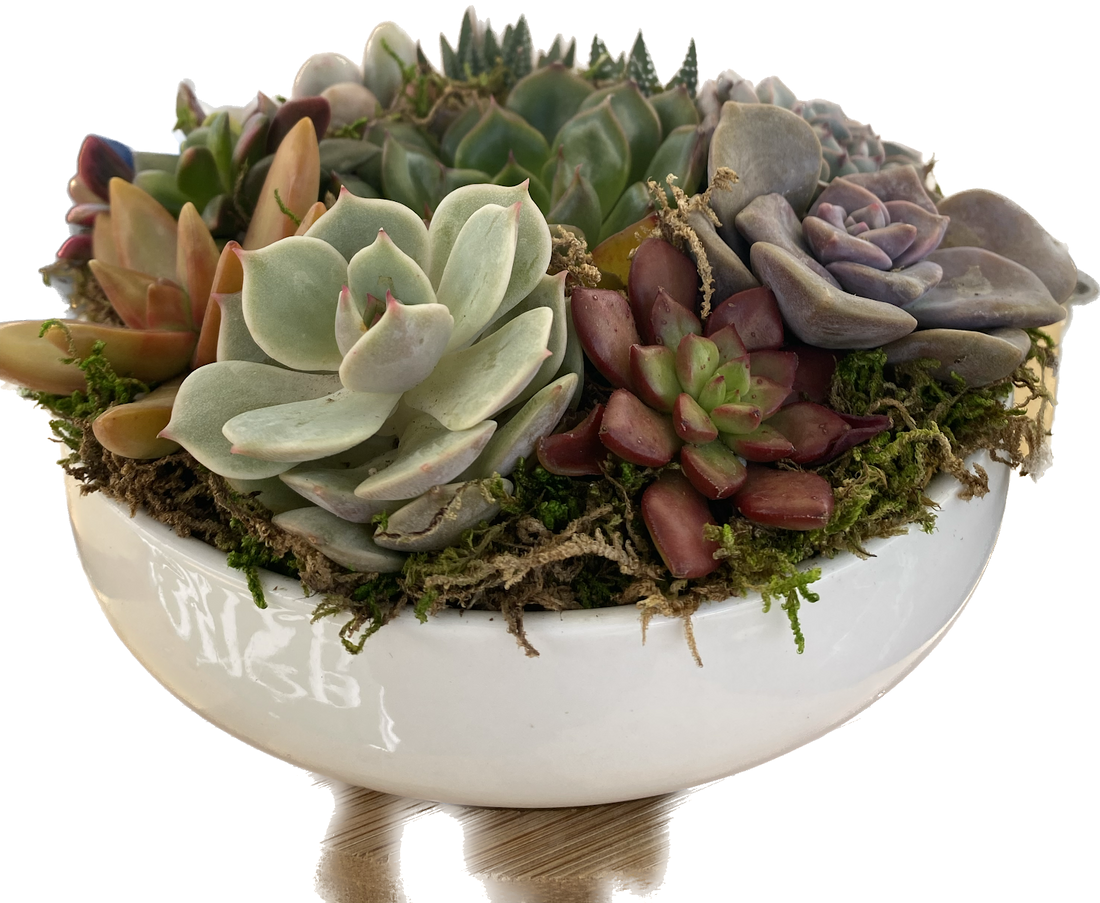 Succulent Propagation Made Easy: 3 Simple Steps