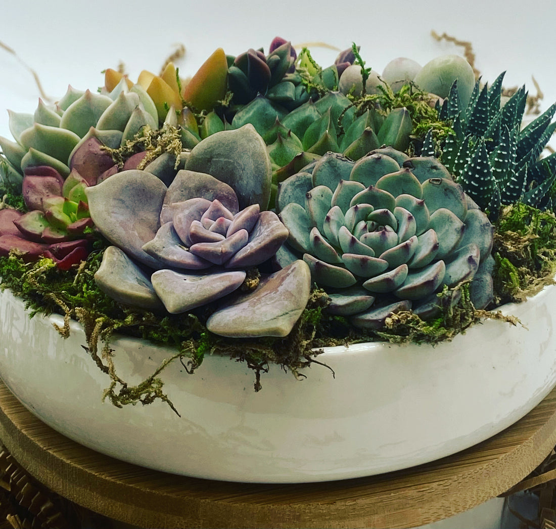 succulents Gift