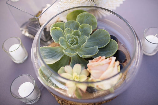  Succulent Arrangements 