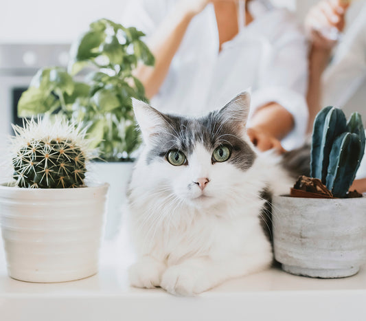 Are succulents dangerous for pets? 