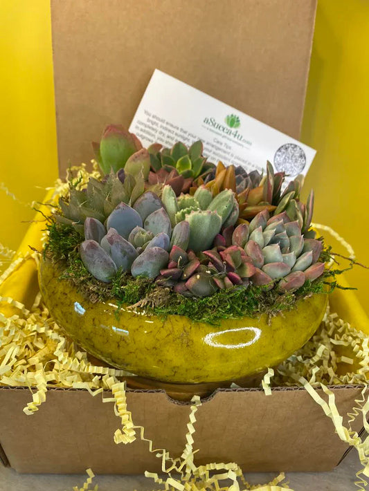 Best Indoor Succulent Arrangements 