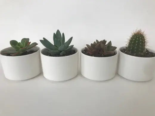 Image of Common Problems with Succulents