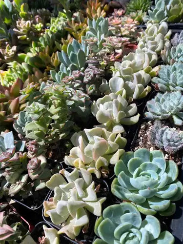 Image of Different Types of Succulents