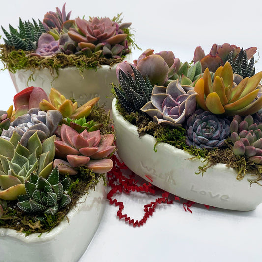 A Valentine's Day Succulent Arrangement called With Love