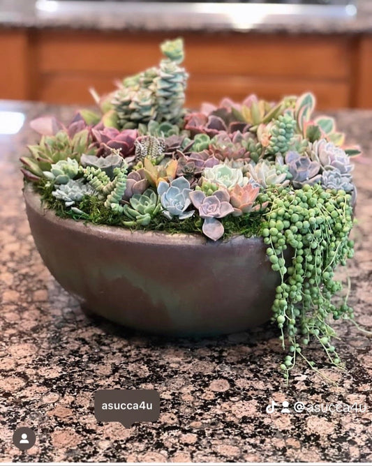 4 Compelling Reasons Succulents Are Sustainable Gifts