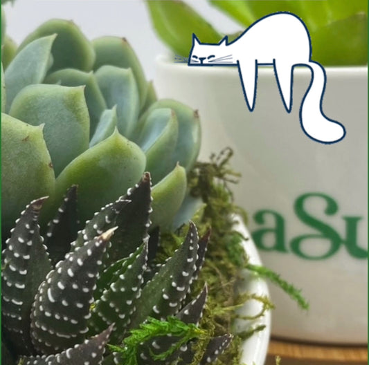 Succulents and Cats: Navigating the Greenery Safely