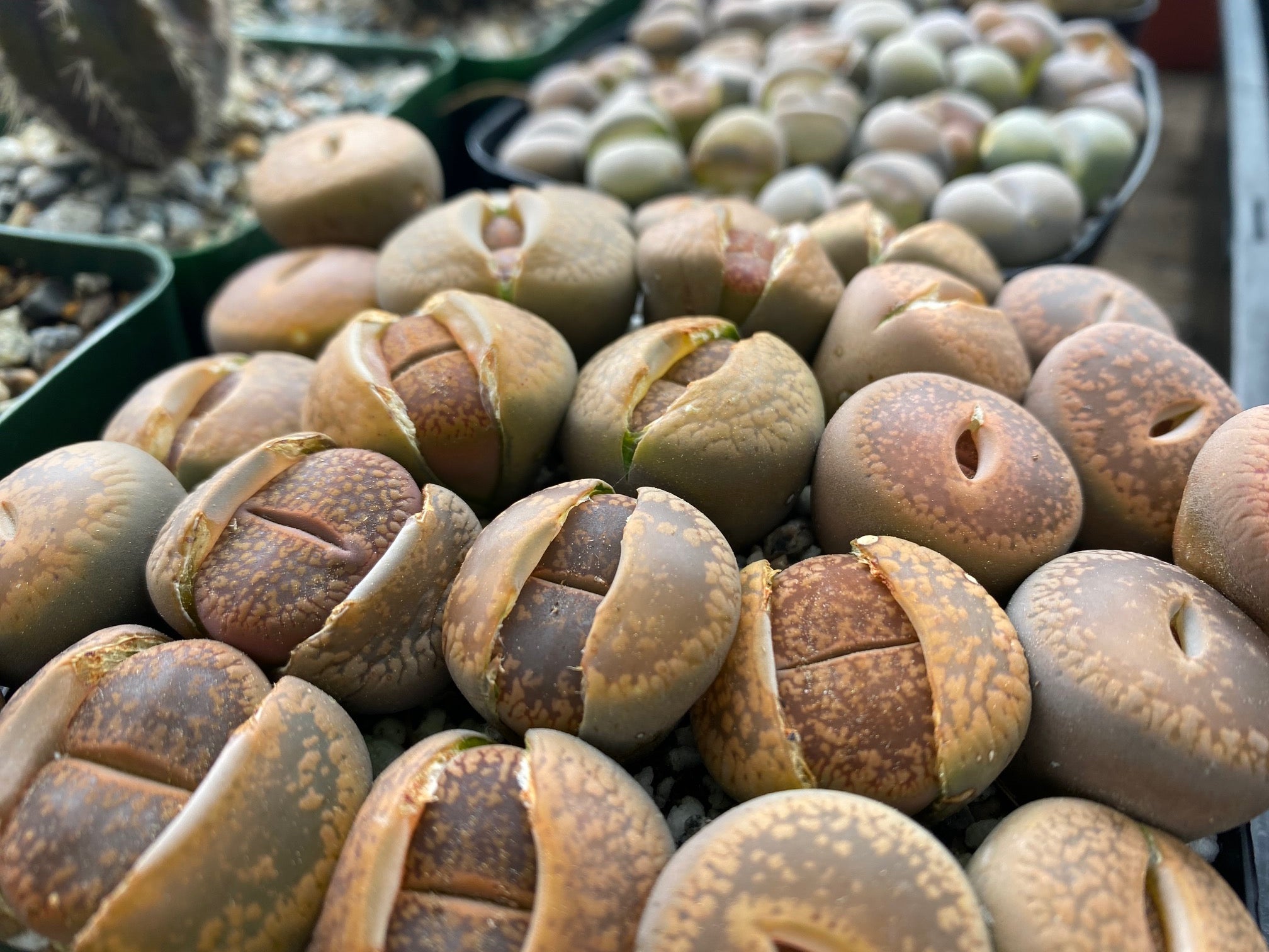 A Step-by-Step Guide on How to Grow Lithops from Seeds – aSucca4u