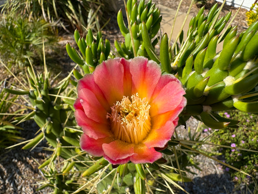 Cactus Plant with Red Flowers