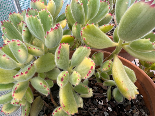 Kalanchoe Tomentosa