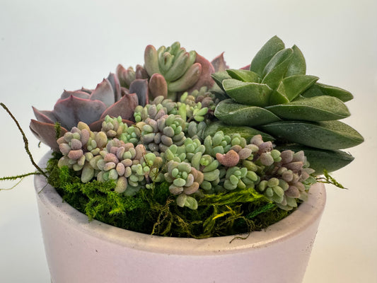 Succulent Arrangements 