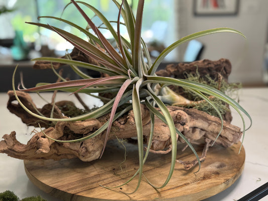 Why Air Plants Make Great Gifts