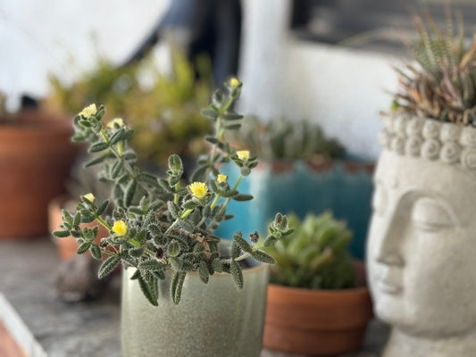 Summer Checklist for Your Succulents: The Ultimate Guide to Keeping Them Happy in the Heat