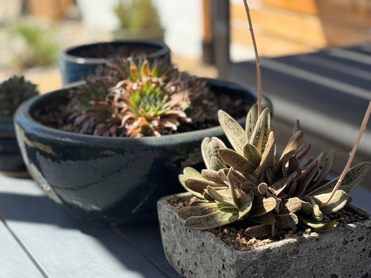 Succulent and Flower Delivery in Menifee