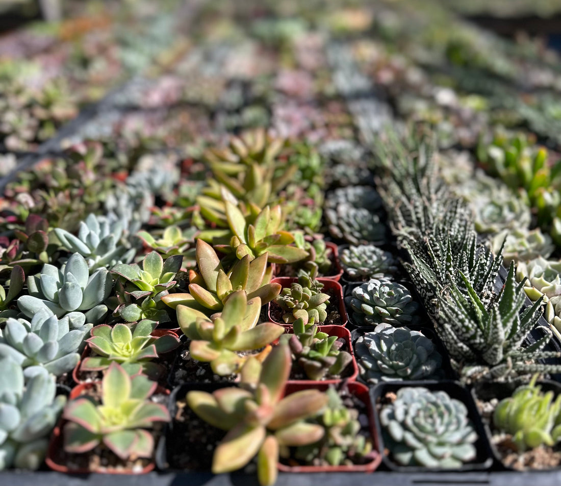 Welcome to "The Succulent Sanctuary: Exploring the World of Drought-Resistant Beauties."