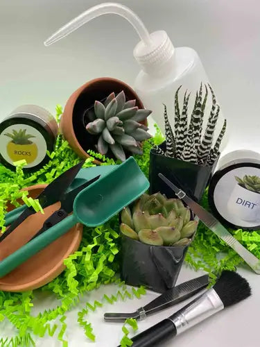 Image of Succulent DIY projects